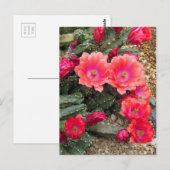 Cactus：Postcard Postkarte (Vorne/Hinten)