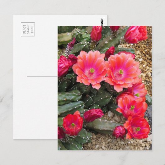 Cactus：Postcard Postkarte (Vorne/Hinten)