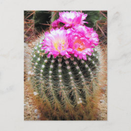Cactus：Postcard Postkarte