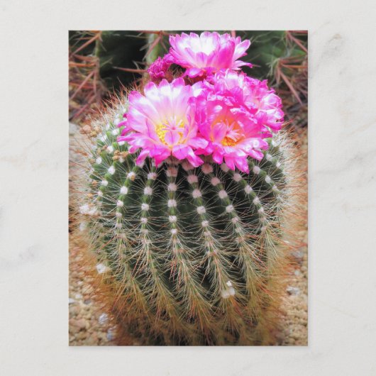 Cactus:Postcard Postkarte (Vorderseite)