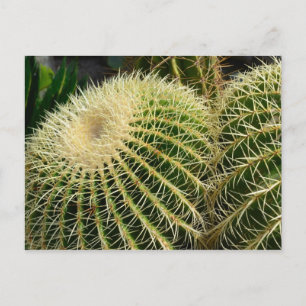 Cactus Postcard Postkarte