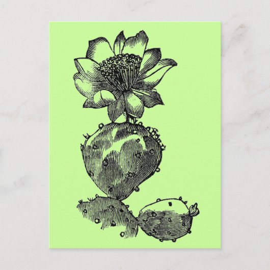 Cactus Postcard Postkarte (Vorderseite)