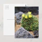 Cactus：Postcard Postkarte (Vorne/Hinten)