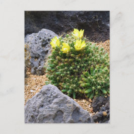 Cactus：Postcard Postkarte