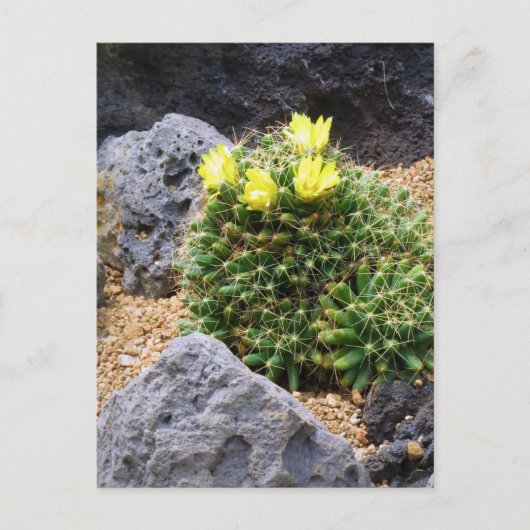 Cactus：Postcard Postkarte (Vorderseite)