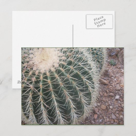 Cactus Postcards Postkarte (Vorne/Hinten)