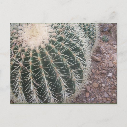 Cactus Postcards Postkarte (Vorderseite)