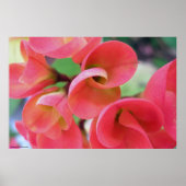 Cactus Poster (Vorne)