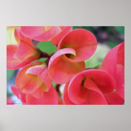 Cactus Poster (Vorne)