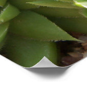 Cactus Poster (Ecke)
