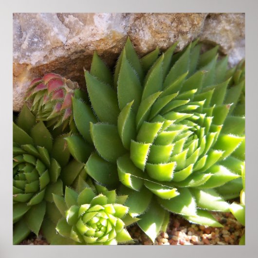 Cactus Poster (Vorne)