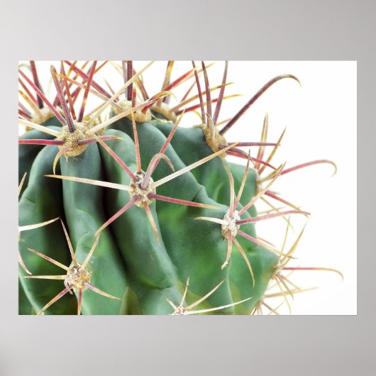 Cactus Poster (Vorne)