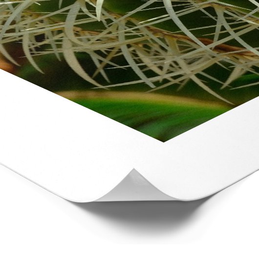 Cactus Poster (Ecke)