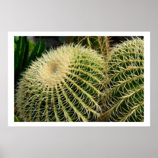Cactus Poster (Vorne)