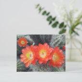 Cactus Quartett Postkarte (Stehend Vorderseite)