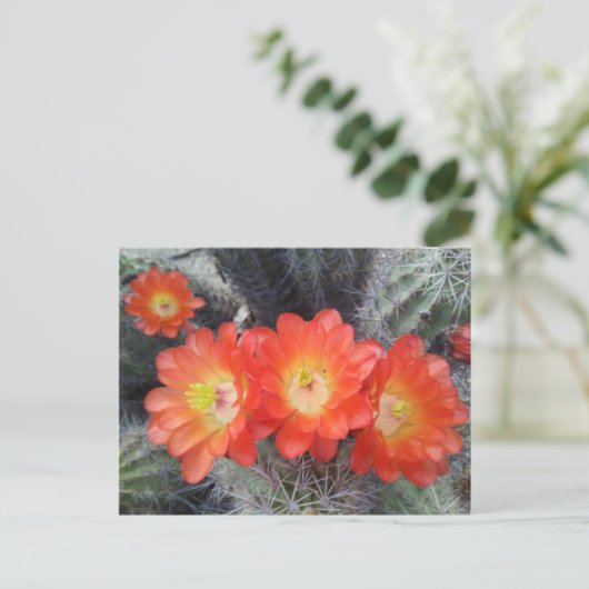 Cactus Quartett Postkarte (Stehend Vorderseite)