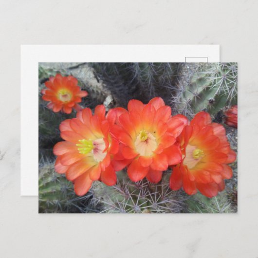 Cactus Quartett Postkarte (Vorne/Hinten)