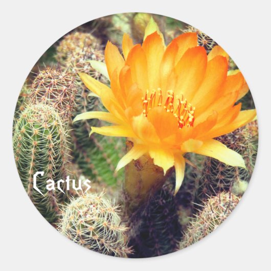 Cactus：Round Seal Runder Aufkleber (Vorderseite)
