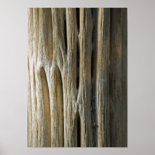 Cactus Skeleton Poster (Vorne)