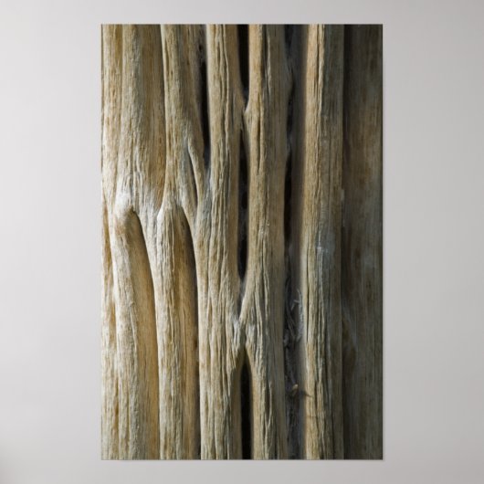 Cactus Skeleton Poster (Vorne)