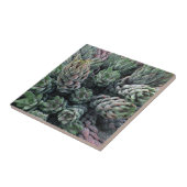 Cactus Small (4,25" x 4,25") Keramik Foto Tile Fliese (Seite)