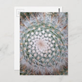 Cactus Spiral Postkarte (Vorne/Hinten)