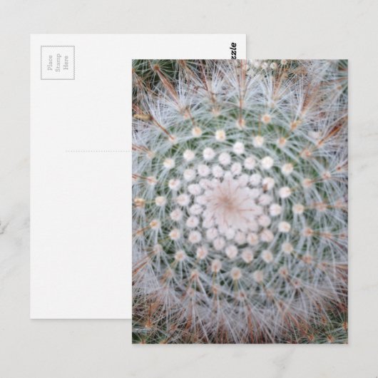 Cactus Spiral Postkarte (Vorne/Hinten)