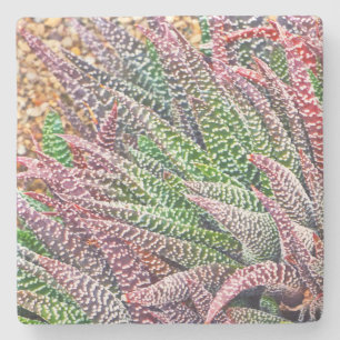 "CACTUS" STEINUNTERSETZER