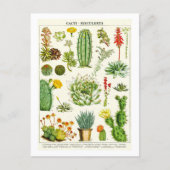 Cactus Succulents Botanical Illustration Postcard Postkarte (Vorderseite)