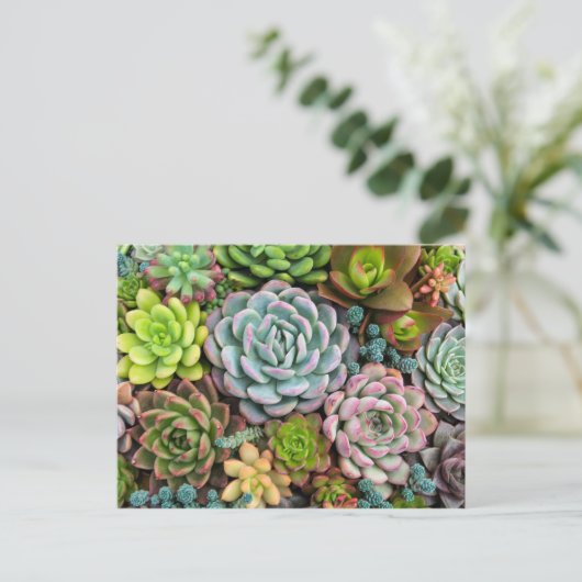 Cactus succulents postcard postkarte (Stehend Vorderseite)