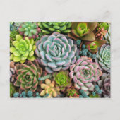Cactus succulents postcard postkarte (Vorderseite)