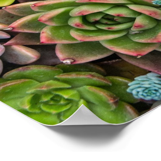 Cactus succulents poster (Ecke)