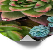 Cactus succulents poster (Ecke)