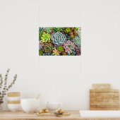 Cactus succulents poster (Küche)