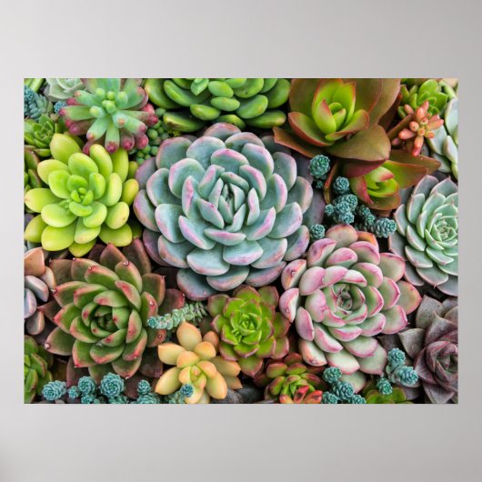 Cactus succulents poster (Vorne)