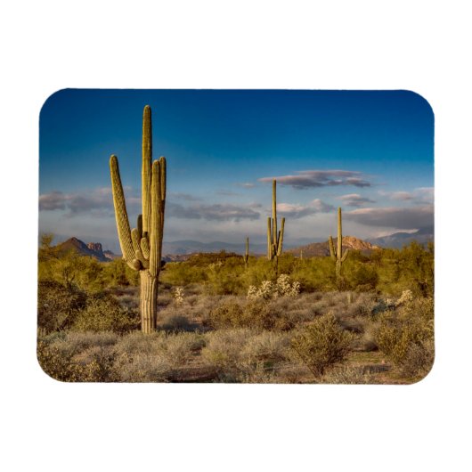 Cactus Sunset in Arizona Magnet (Horizontal)