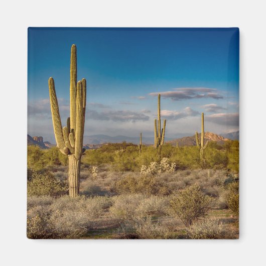 Cactus Sunset in Arizona Magnet (Vorne)