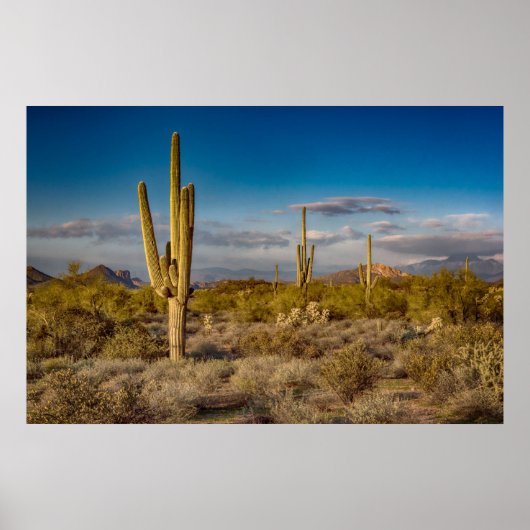 Cactus Sunset in Arizona Poster (Vorne)
