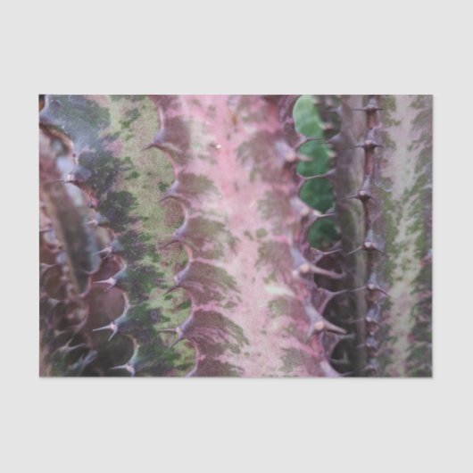 Cactus Tissue Paper Seidenpapier (Vorderseite)