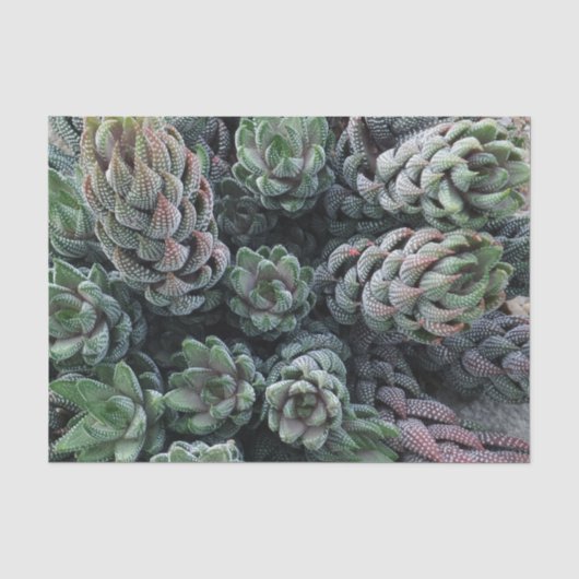 Cactus Tissue Paper Seidenpapier (Vorderseite)