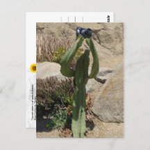 Cactus Tourist - Postkarte