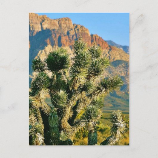 Cactus Tree Postkarte (Vorderseite)