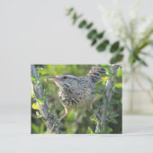 Cactus Wren auf der Postkarte von Ocotillo (Stehend Vorderseite)