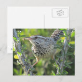 Cactus Wren auf der Postkarte von Ocotillo (Vorne/Hinten)