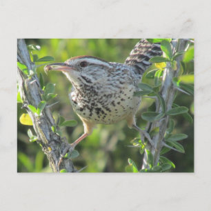 Cactus Wren auf der Postkarte von Ocotillo