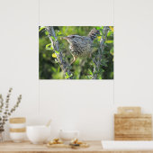 Cactus Wren auf Ocotillo Poster (Küche)