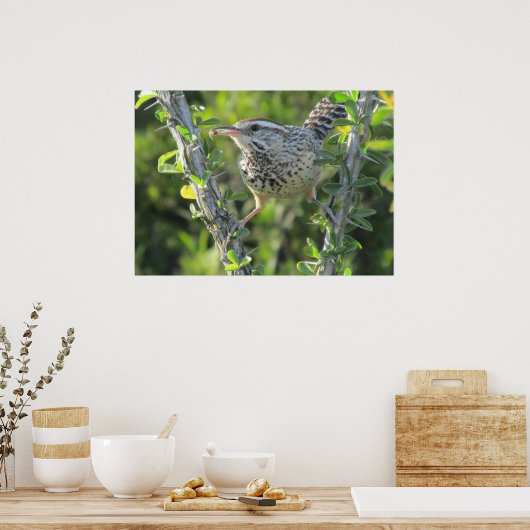 Cactus Wren auf Ocotillo Poster (Küche)