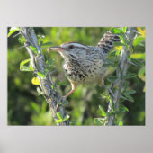 Cactus Wren auf Ocotillo Poster (Vorne)