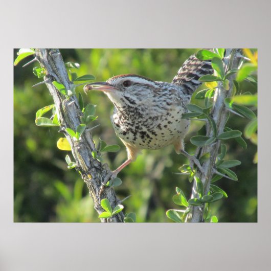 Cactus Wren auf Ocotillo Poster (Vorne)