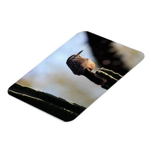 Cactus Wren Foto Magnet (Linke Seite)